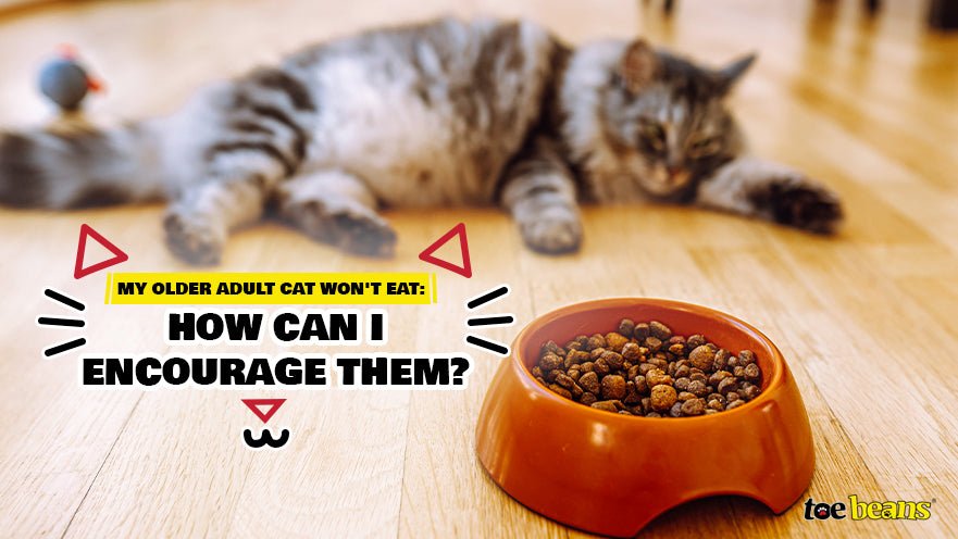 My Older Adult Cat Won't Eat: How Can I Encourage Them?