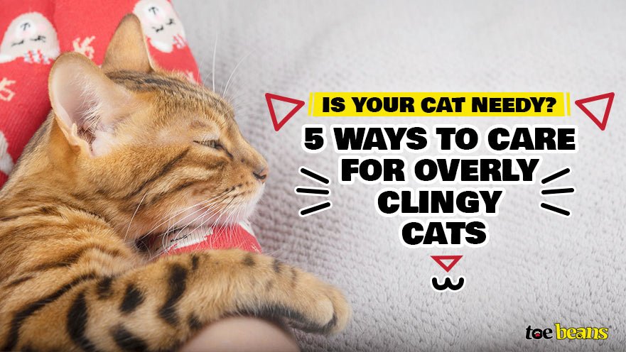 5 Ways to Care for Overly Clingy Cats by toe beans