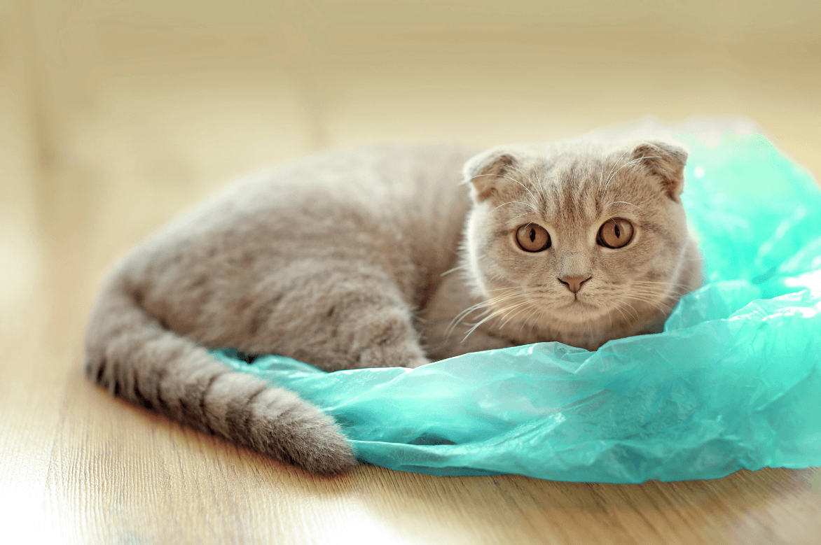 9 Reasons Why Single-Use Plastic is Harmful