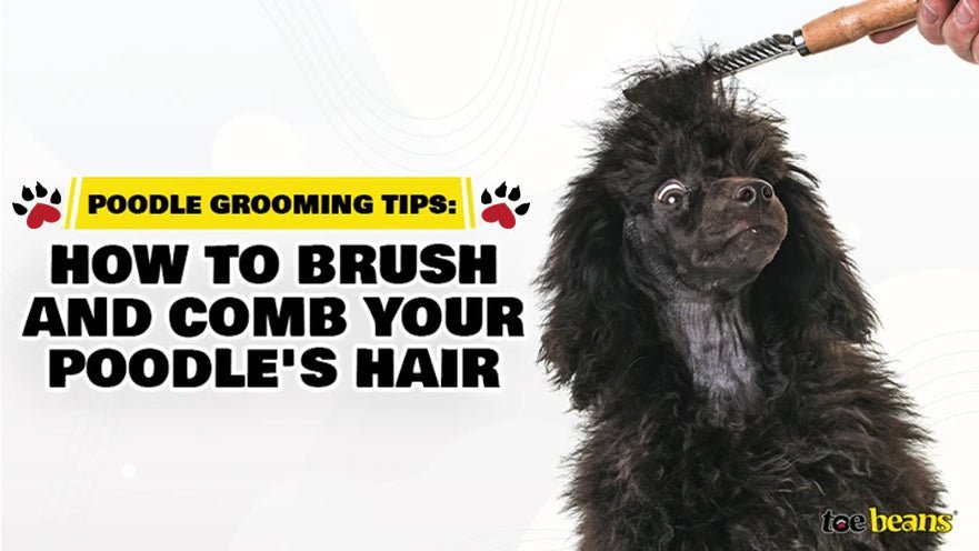 Poodle Grooming Tips: How to Brush and Comb Your Poodle's Hair by toe beans