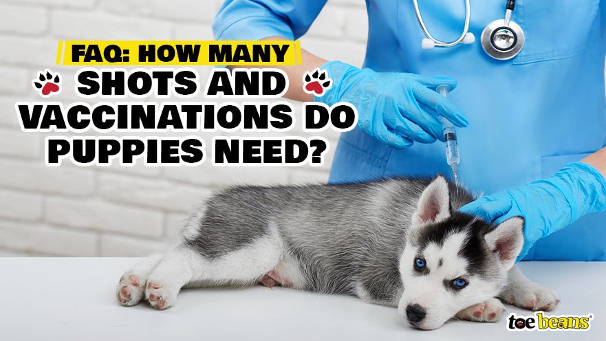 FAQ: How Many Shots and Vaccinations Do Puppies Need?