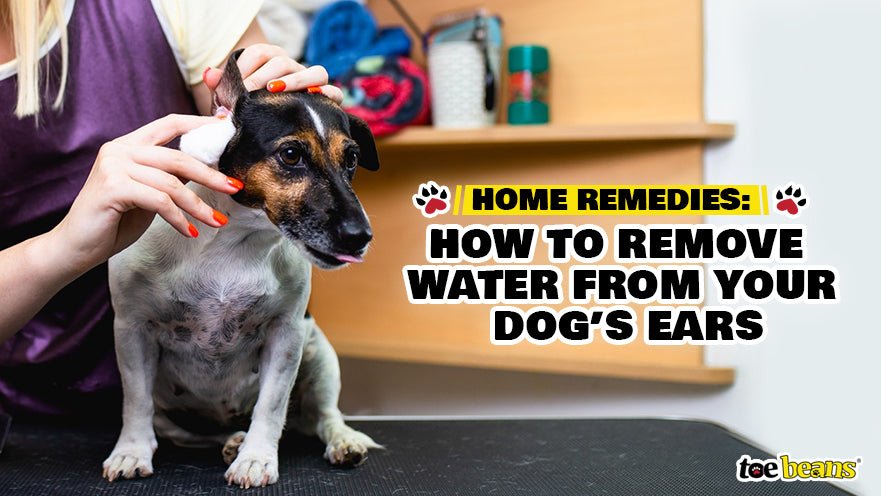 How to Remove Water from Your Dog’s Ears by toe beans