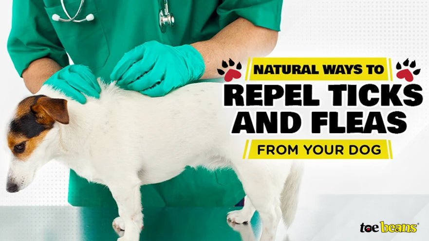 DIY Guide: Natural Ways to Repel Ticks and Fleas from Your Dog