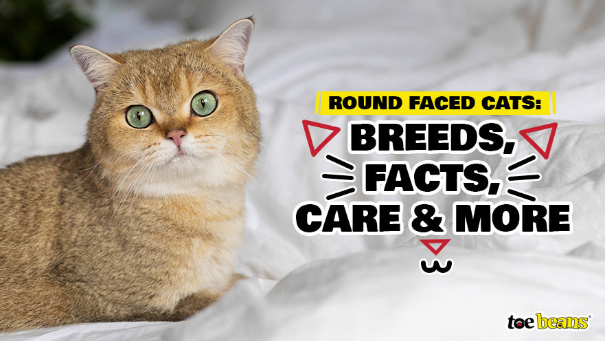 Round Faced Cats: Breeds, Facts, Care and More by toe beans