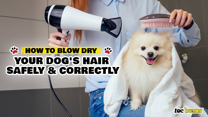 How to Blow Dry Your Dog's Hair Safely and Correctly