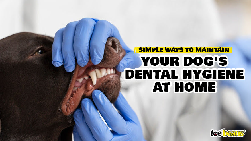 Simple Ways to Maintain Your Dog's Dental Hygiene at Home