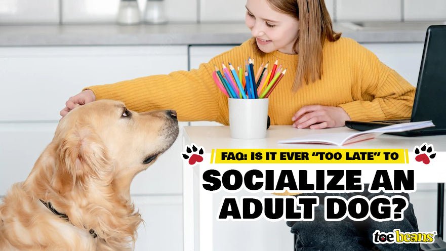 how to socialize an adult dog by toe beans
