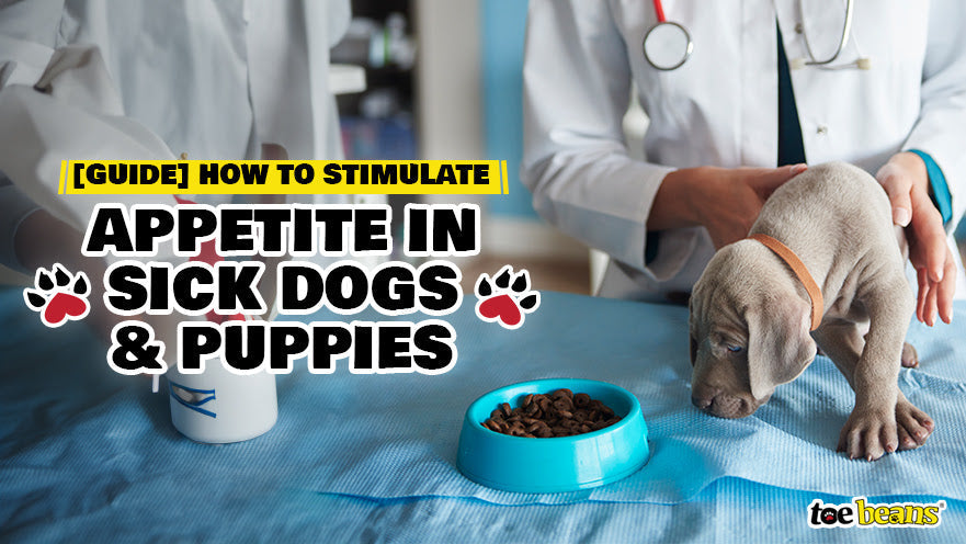 [Guide] How to Stimulate Appetite in Sick Dogs and Puppies by toe beans