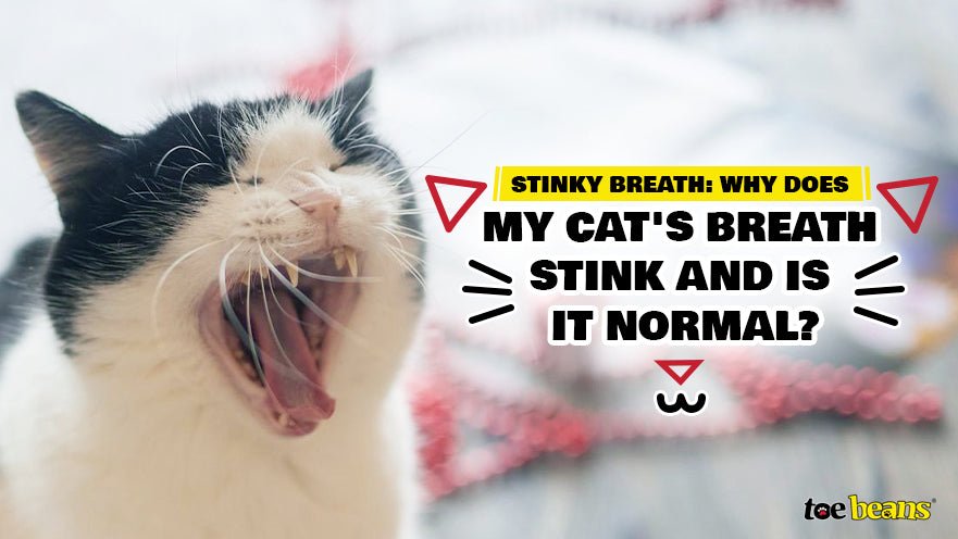 Stinky Breath: Why Does My Cat's Breath Stink and Is It Normal? by toe beans