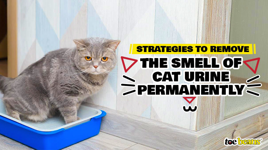 Strategies to Remove the Smell of Cat Urine Permanently