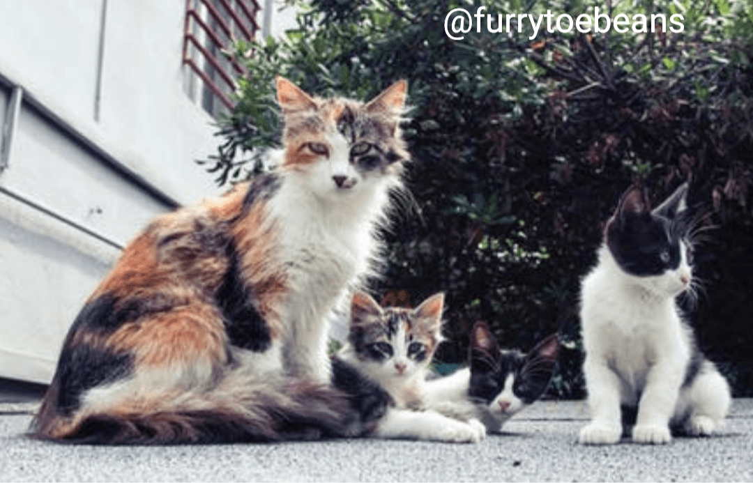 Feral Cat Statistics and How TNR can Help