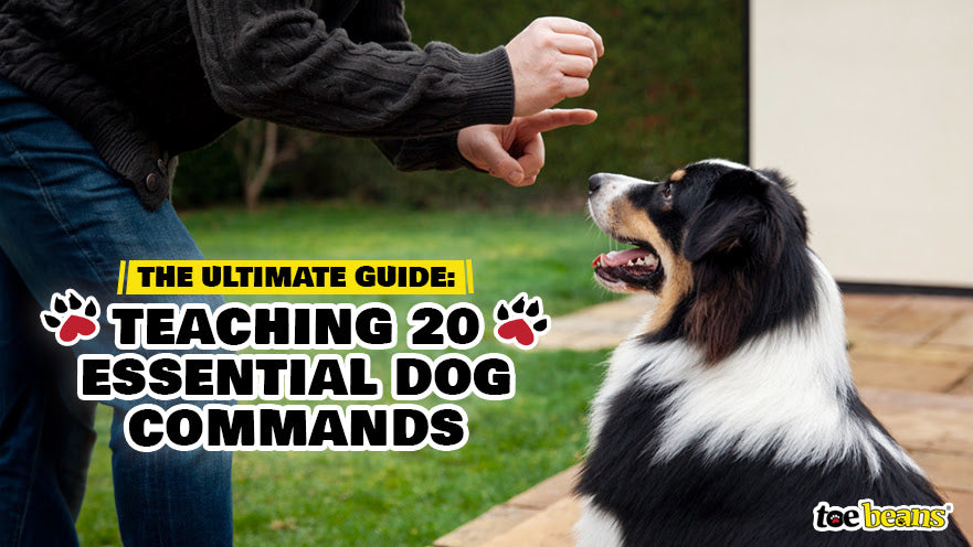 The Ultimate Guide: Teaching 20 Essential Dog Commands