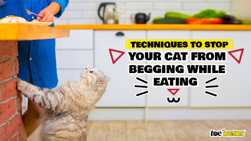Techniques To Stop Your Cat from Begging While Eating by toe beans