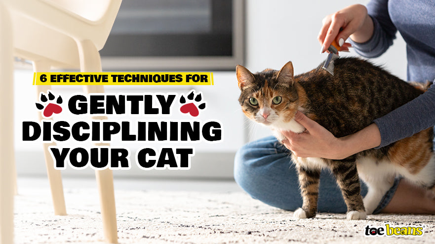 6 Effective Techniques for Gently Disciplining Your Cat