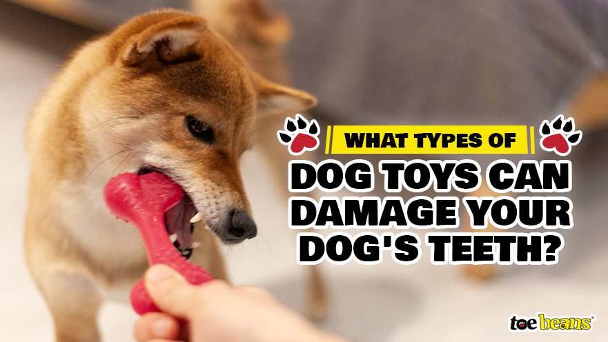 What Types of Dog Toys Can Damage Your Dog's Teeth?