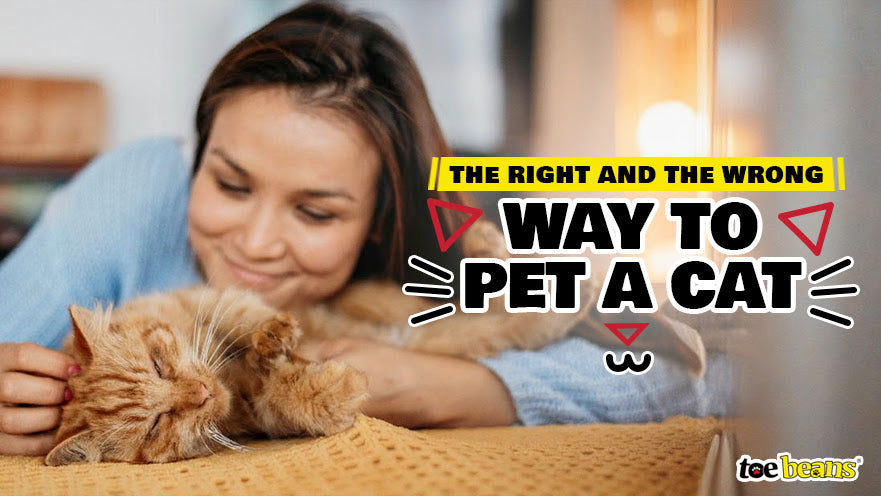 Guide: The Right and The Wrong Way to Pet a Cat