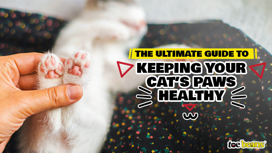 The Ultimate Guide to Keeping Your Cat’s Paws Healthy by toe beans