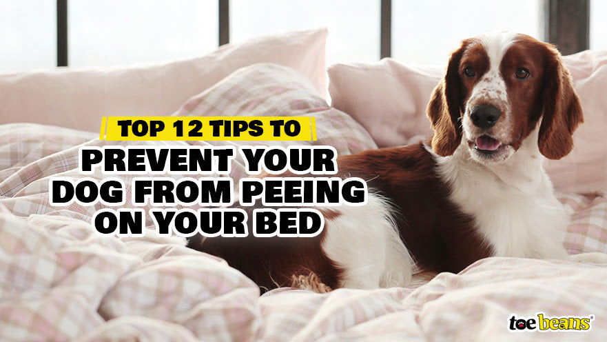 Top 12 Tips to Prevent Your Dog from Peeing on Your Bed - toe beans