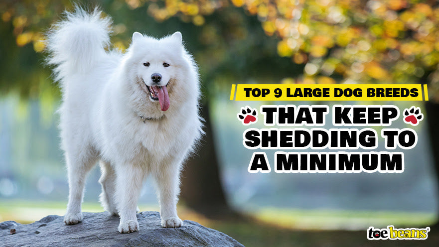 Top 9 Large Dog Breeds That Keep Shedding to a Minimum