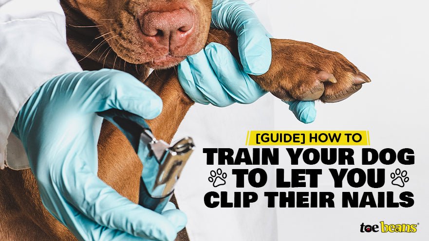 How to Train Your Dog to Let You Clip Their Nails by toe beans