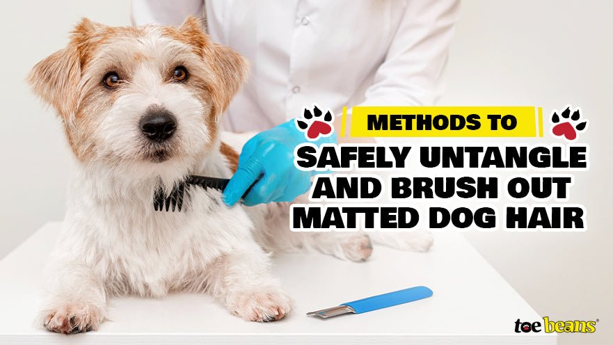 Methods to Safely Untangle and Brush Out Matted Dog Hair