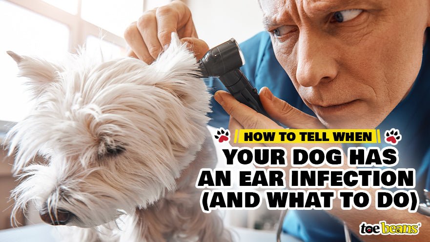 How to Tell When Your Dog Has an Ear Infection (and What to Do)