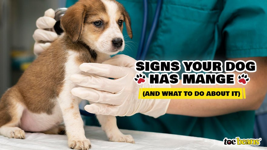 Signs Your Dog Has Mange (And What to Do About It)