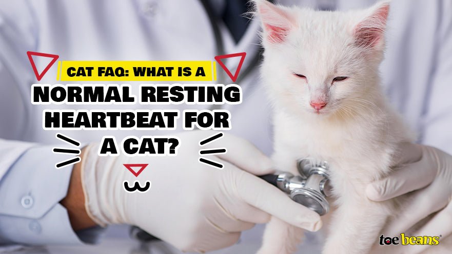 Cat FAQ: What is a Normal Resting Heartbeat for a Cat? by toe beans