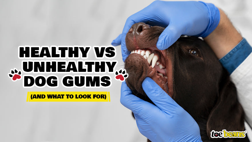 Healthy vs Unhealthy Dog Gums (And What to Look For)