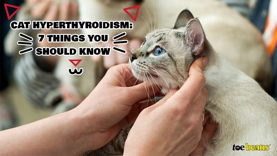 Cat Hyperthyroidism: 7 Things You Should Know by toe beans