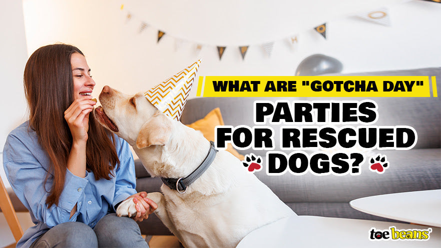 What Are "Gotcha Day" Parties for Rescued Dogs?