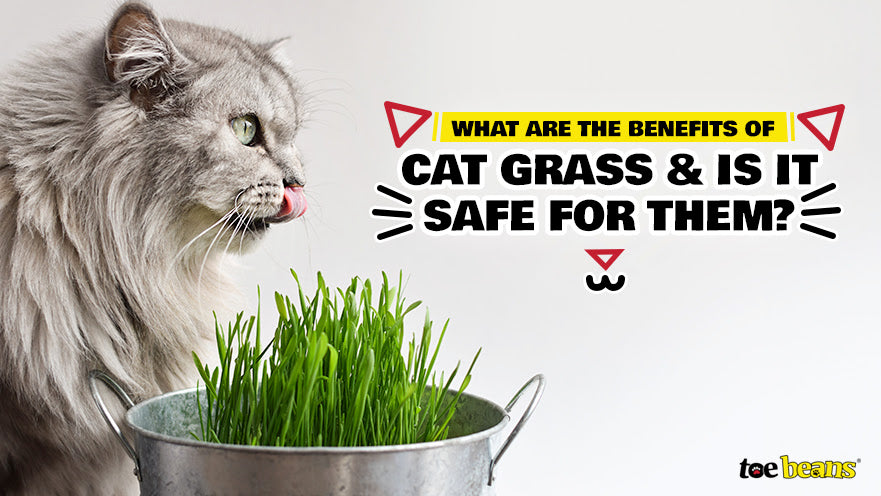 Curated visual reference: Cat Grass And Well Being In Cats Reference: What Are The Benefits Of Cat Grass And Is It