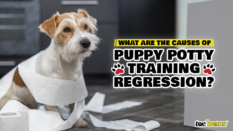 What Are the Causes of Puppy Potty Training Regression?