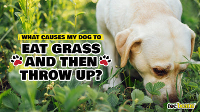 What Causes My Dog to Eat Grass and Then Throw Up? - toe beans