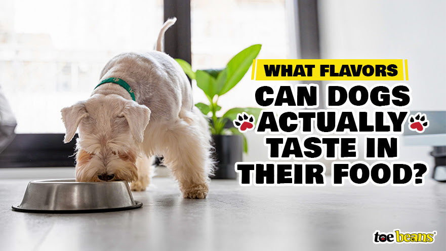 What Flavors Can Dogs Actually Taste in Their Food?