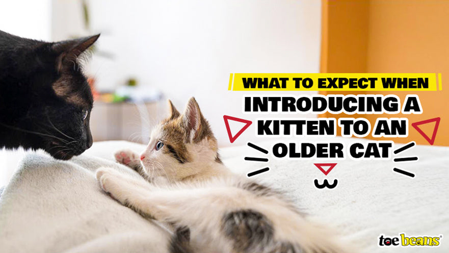 Image showcasing What To Expect When Introducing a Kitten to An Older Cat - toe beans