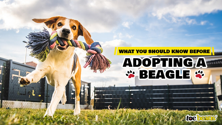 What You Should Know Before Adopting a Beagle