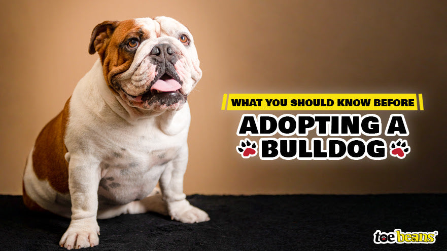 What You Should Know Before Adopting a Bulldog