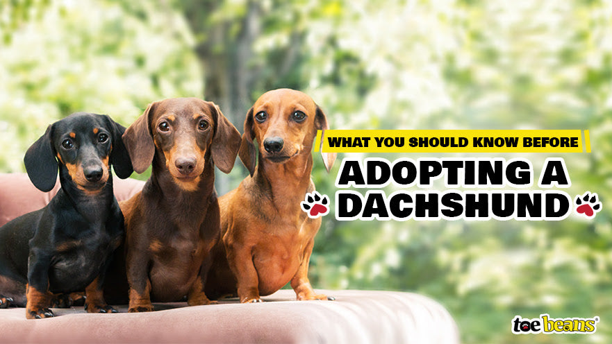 What You Should Know Before Adopting a Dachshund