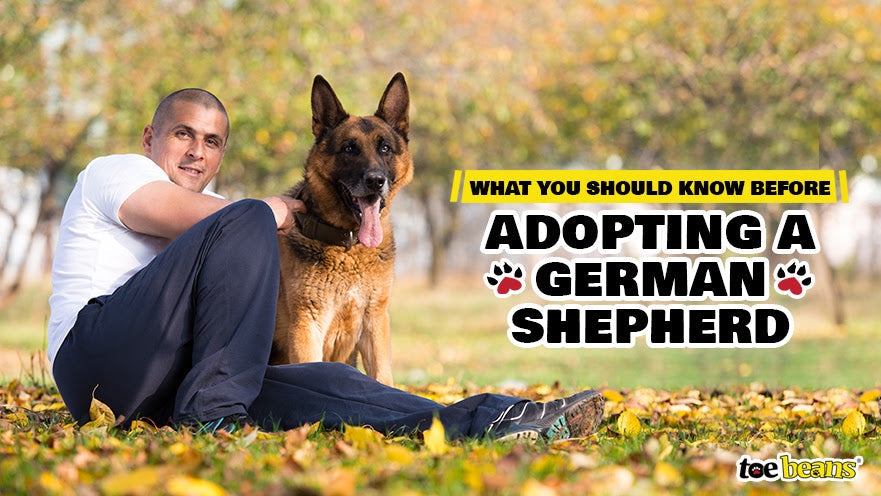 What You Should Know Before Adopting a German Shepherd