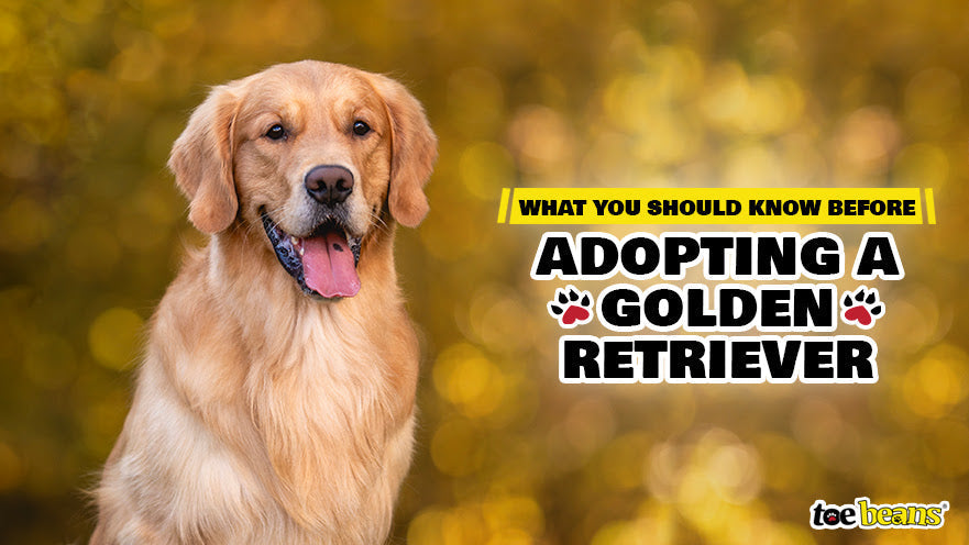 What You Should Know Before Adopting a Golden Retriever