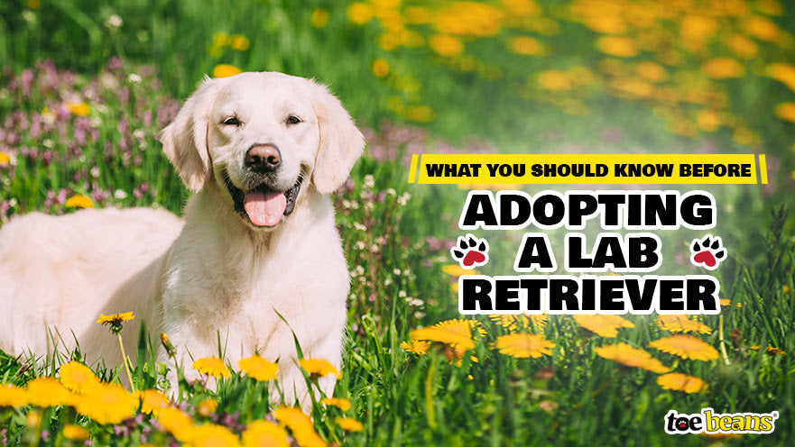What You Should Know Before Adopting a Lab Retriever - toe beans