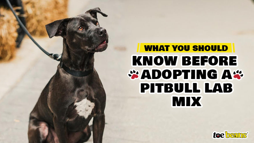 What You Should Know Before Adopting a Pitbull Lab Mix