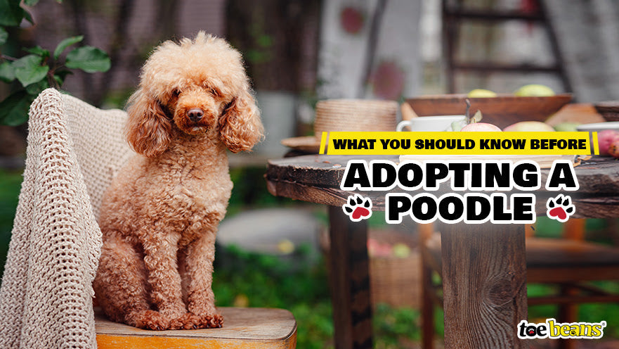 What You Should Know Before Adopting a Poodle