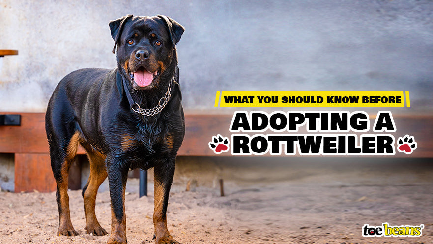 What You Should Know Before Adopting a Rottweiler