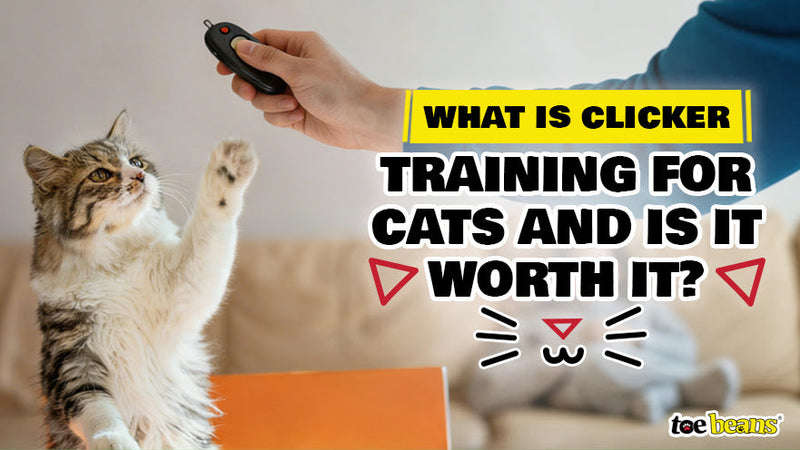 What is Clicker Training for Cats and Is It Worth It? - toe beans