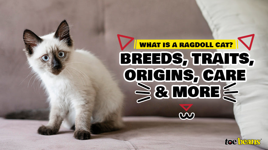 What is a Ragdoll Cat? Breeds, Traits, Origins, Care & More - toe beans