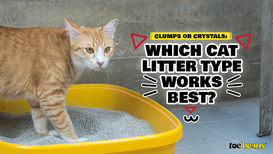 Clumps or Crystals: Which Cat Litter Type Works Best?