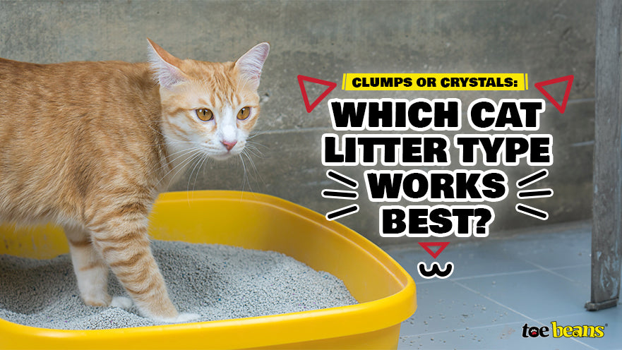 Clumps or Crystals: Which Cat Litter Type Works Best? by toe beans