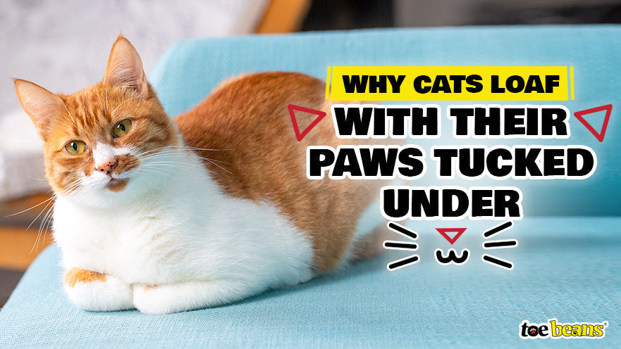 Why Cats Loaf with Their Paws Tucked Under